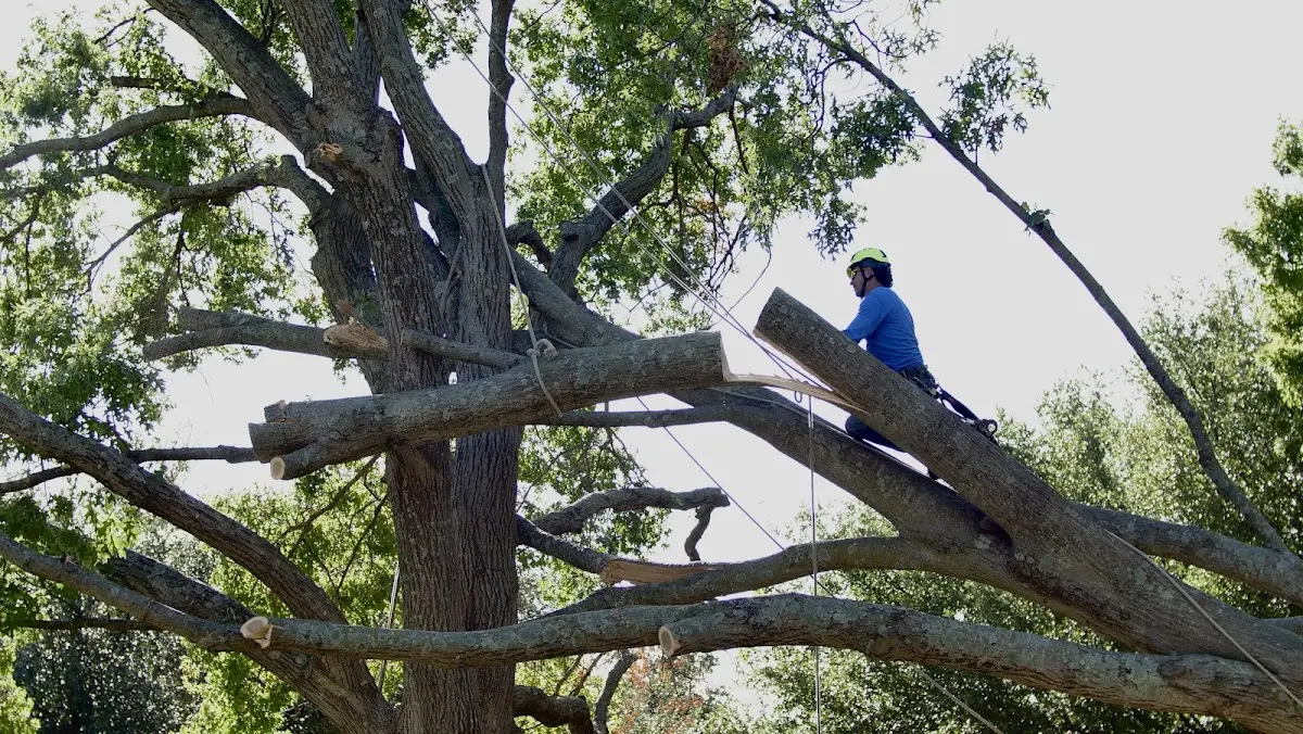 Professional Hazardous Tree Removal performed by certified arborists in Stephenson